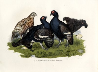 Gallo lira negro, 1864 de German School
